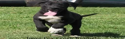 Great Dane dogs for sale: Milo - Ad 9
