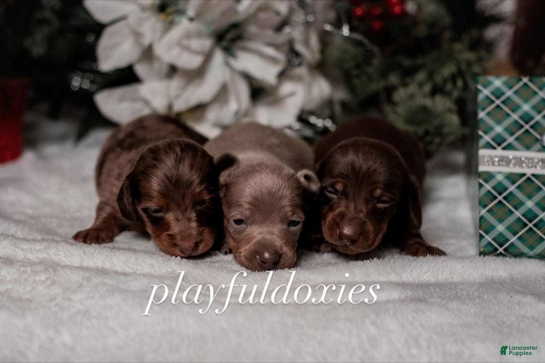 Miniature Dachshund dogs for sale: Ravioli's Chocolate & Tan Girl - Ad 8