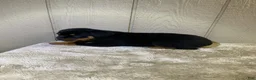 Rottweiler dogs for sale: Rottweiler 3 - Ad 10