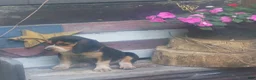 Beagle dogs for sale: Obie - Ad 8