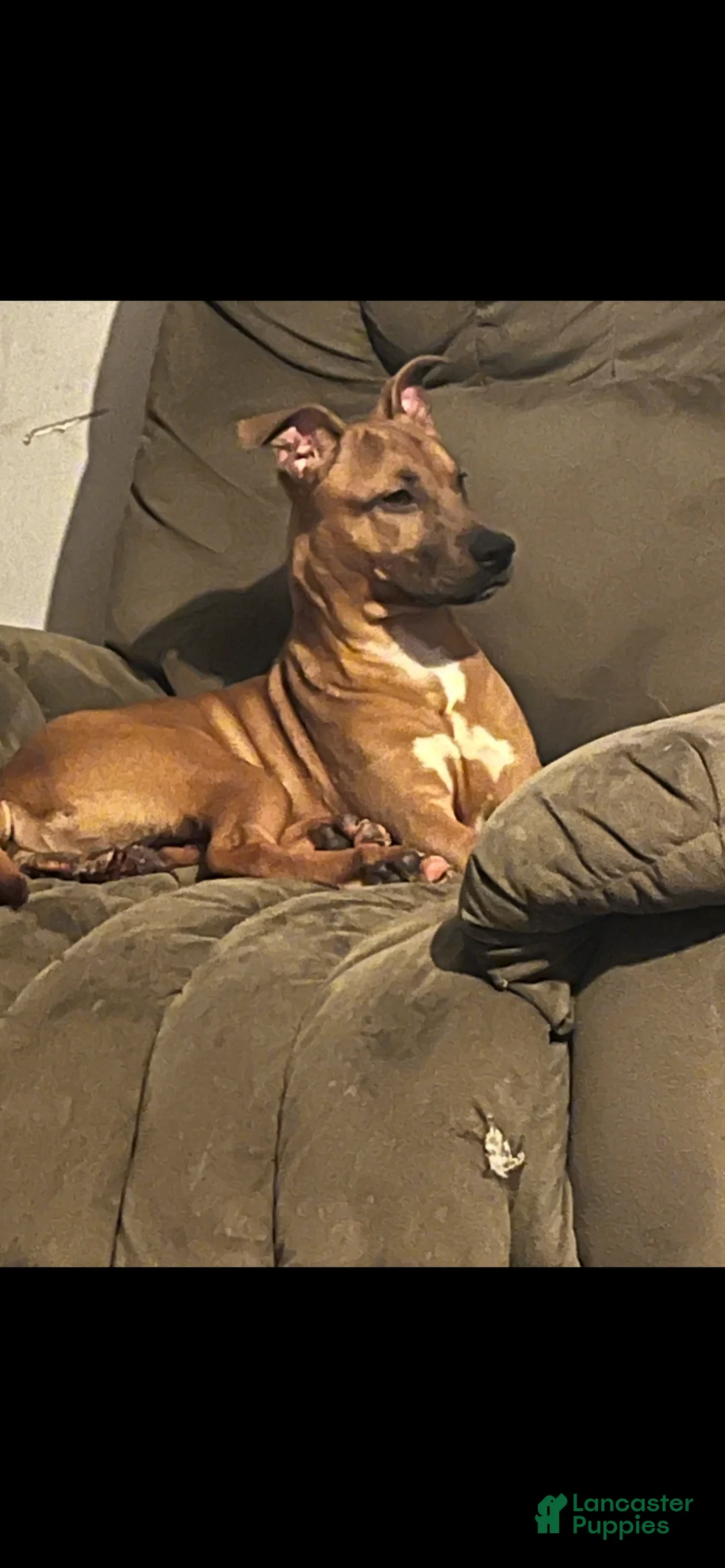 Mixed Breed dogs for sale: Mixed Breed Puppy 1 - Ad 5