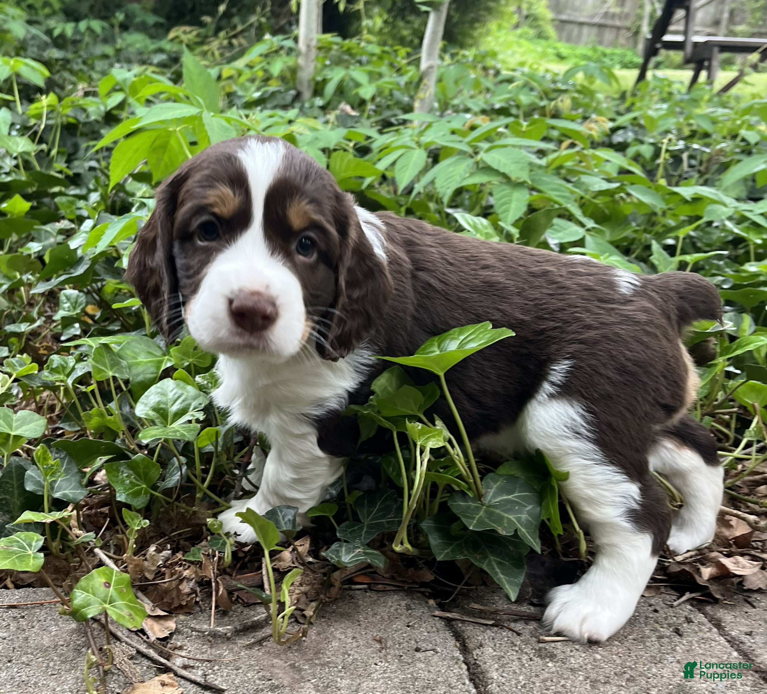 English Springer Spaniel dogs Cinnamon - Ad 34