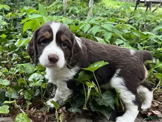 English Springer Spaniel dogs Cinnamon - Ad 34