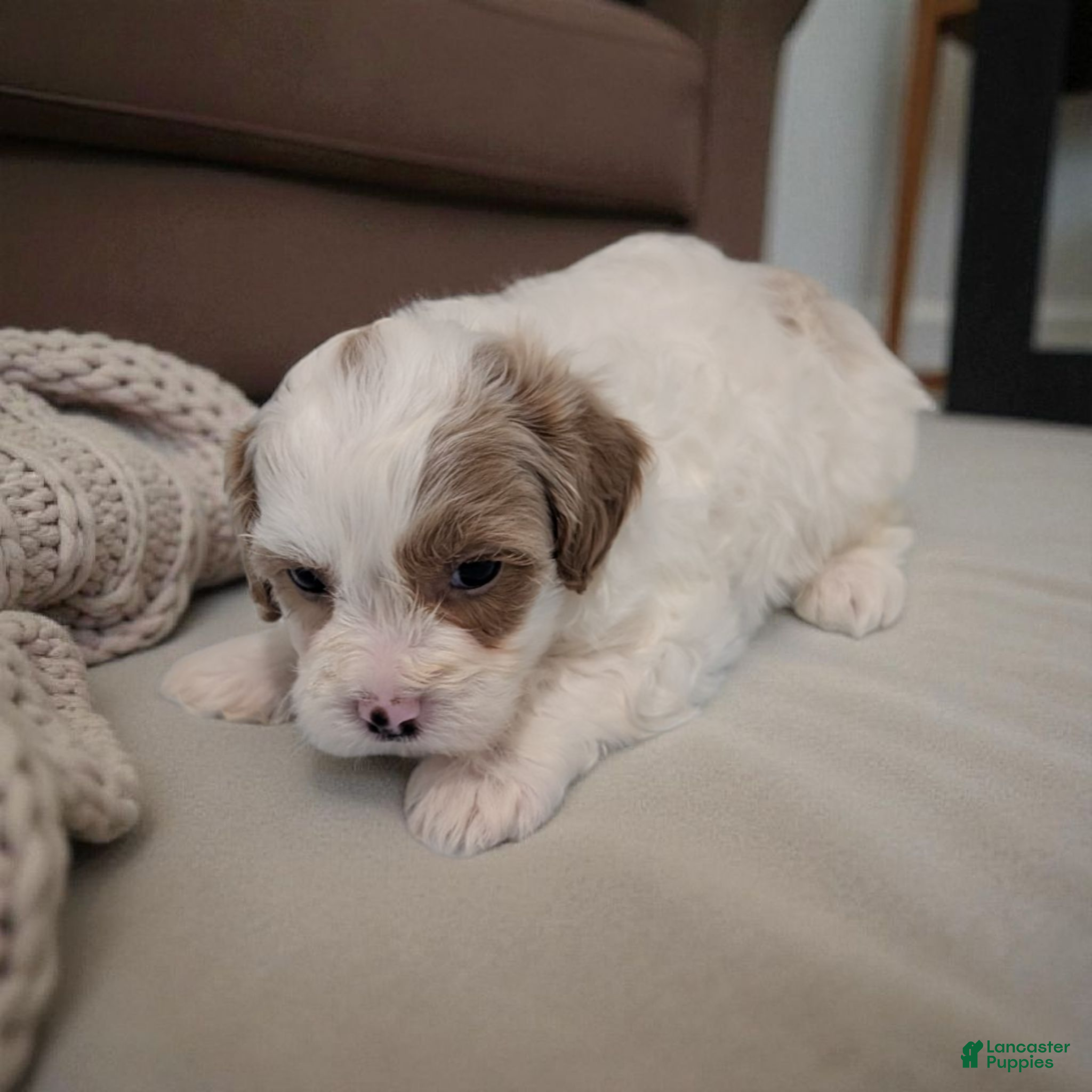 Shihpoo dogs Sky - Ad 27