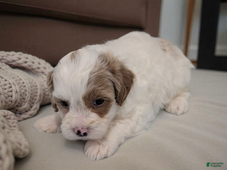 Shihpoo dogs Sky - Ad 34