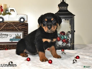 Rottweiler dogs Eliot - Ad 36