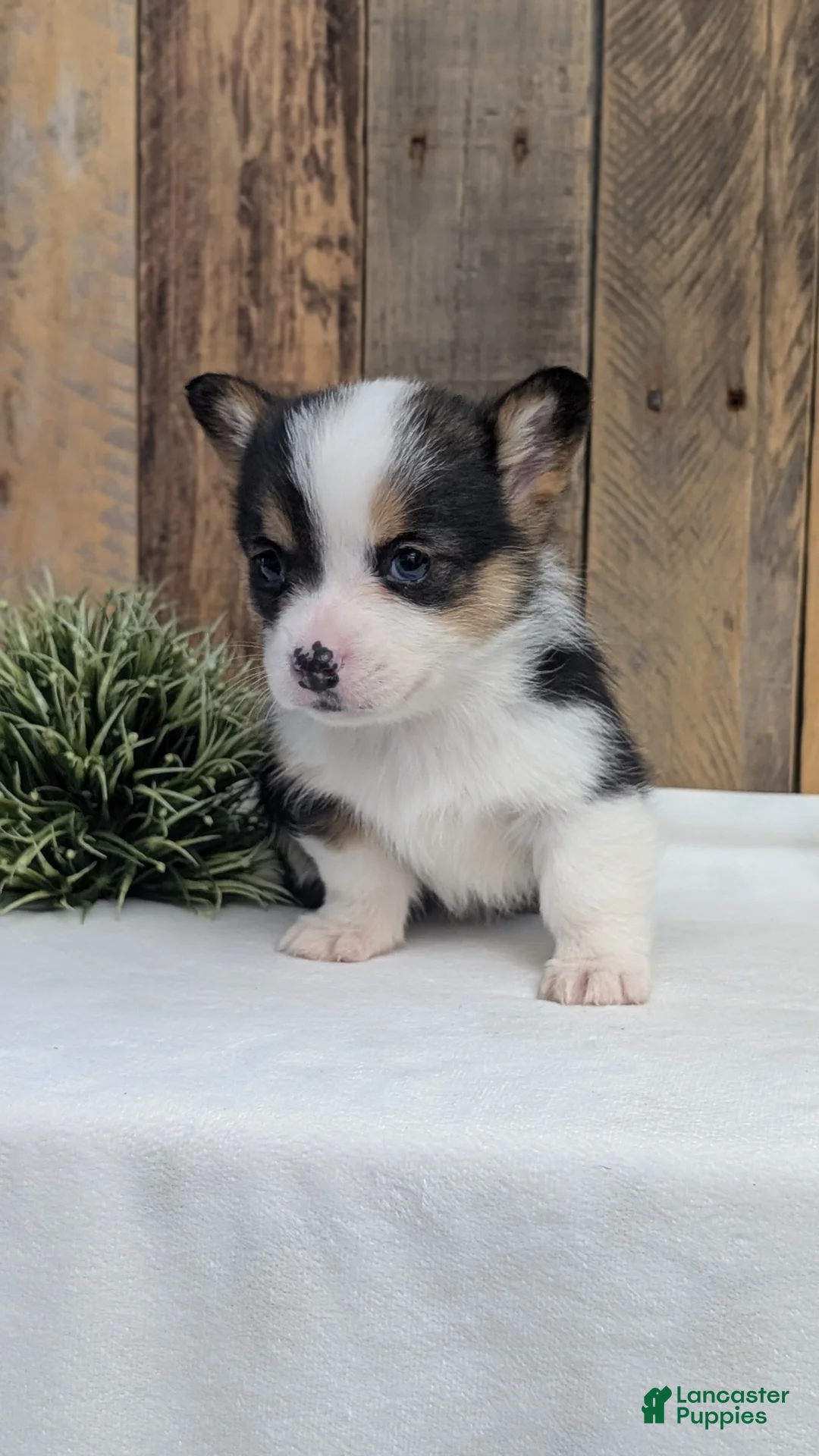 Welsh Corgi Pembroke dogs for sale: Felicity  - Ad 3