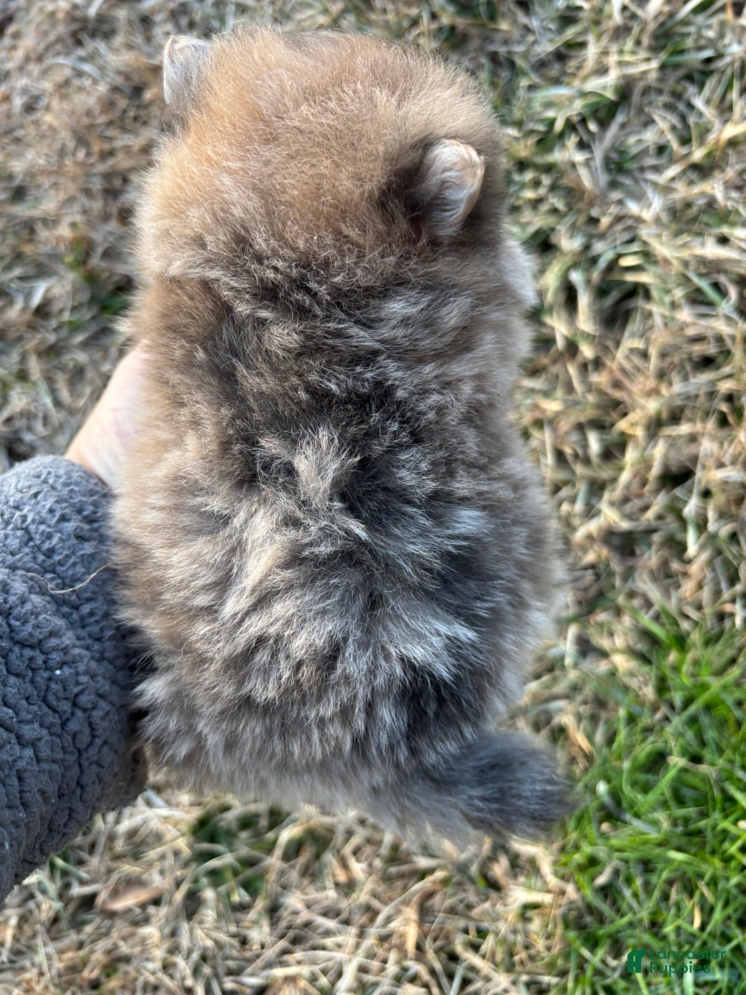 Pomeranian dogs for sale: Merle boy  - Ad 4