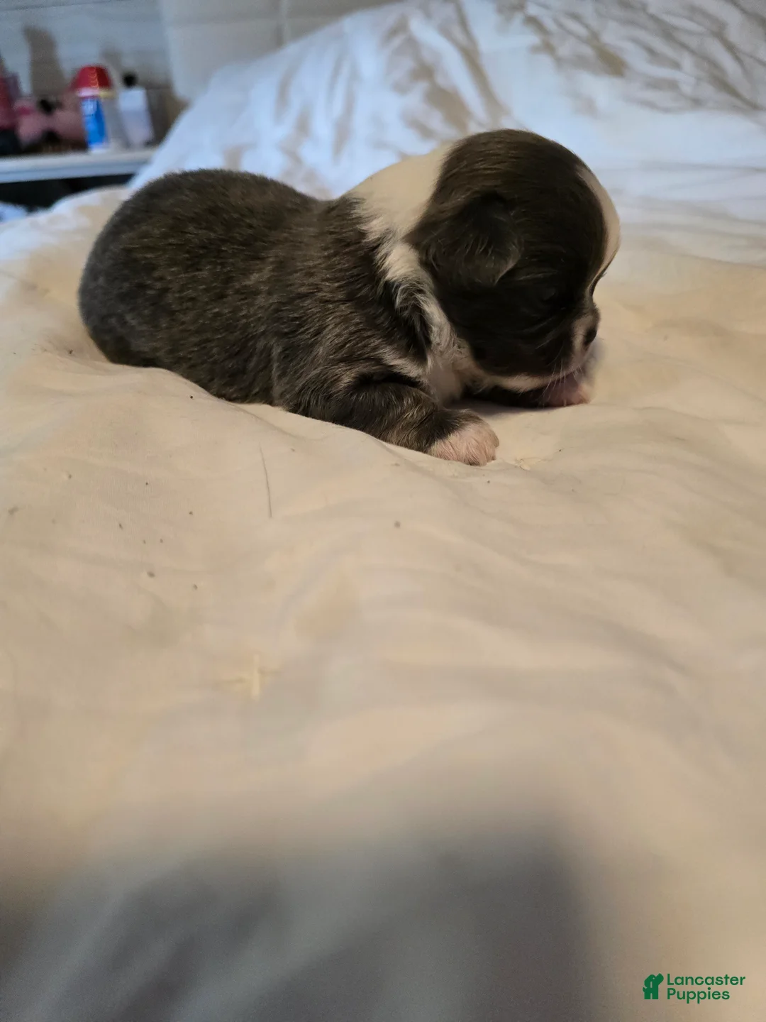 Chihuahua dogs for sale: Jazzy - Ad 9
