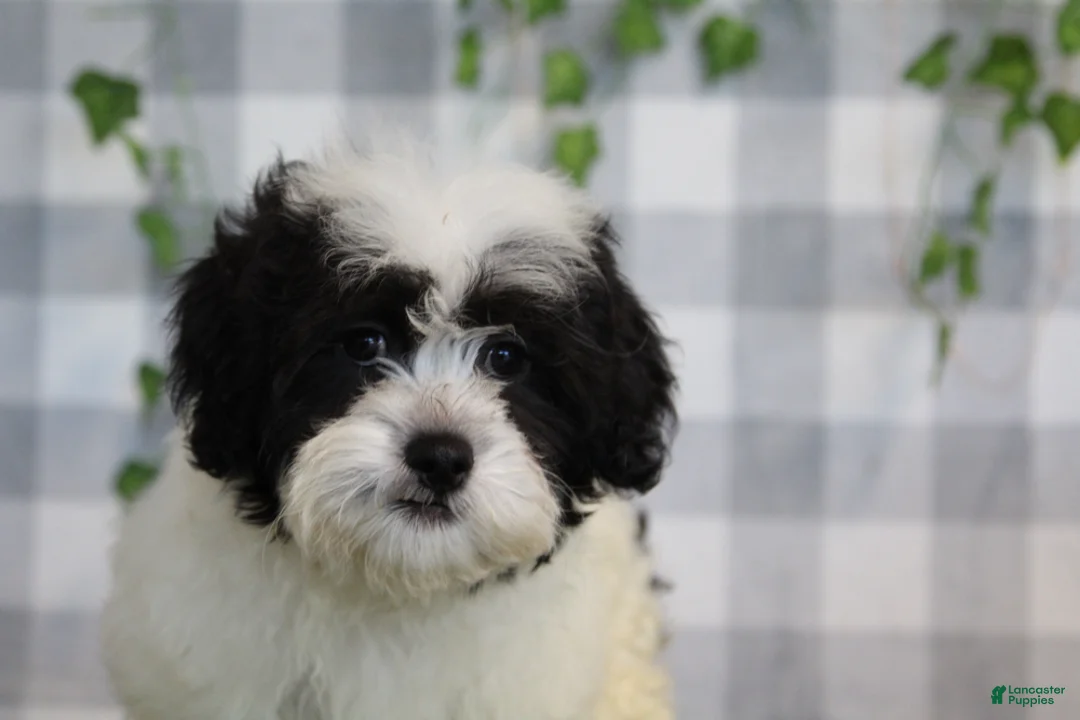 Bichpoo dogs for sale: Frosty - Ad 5