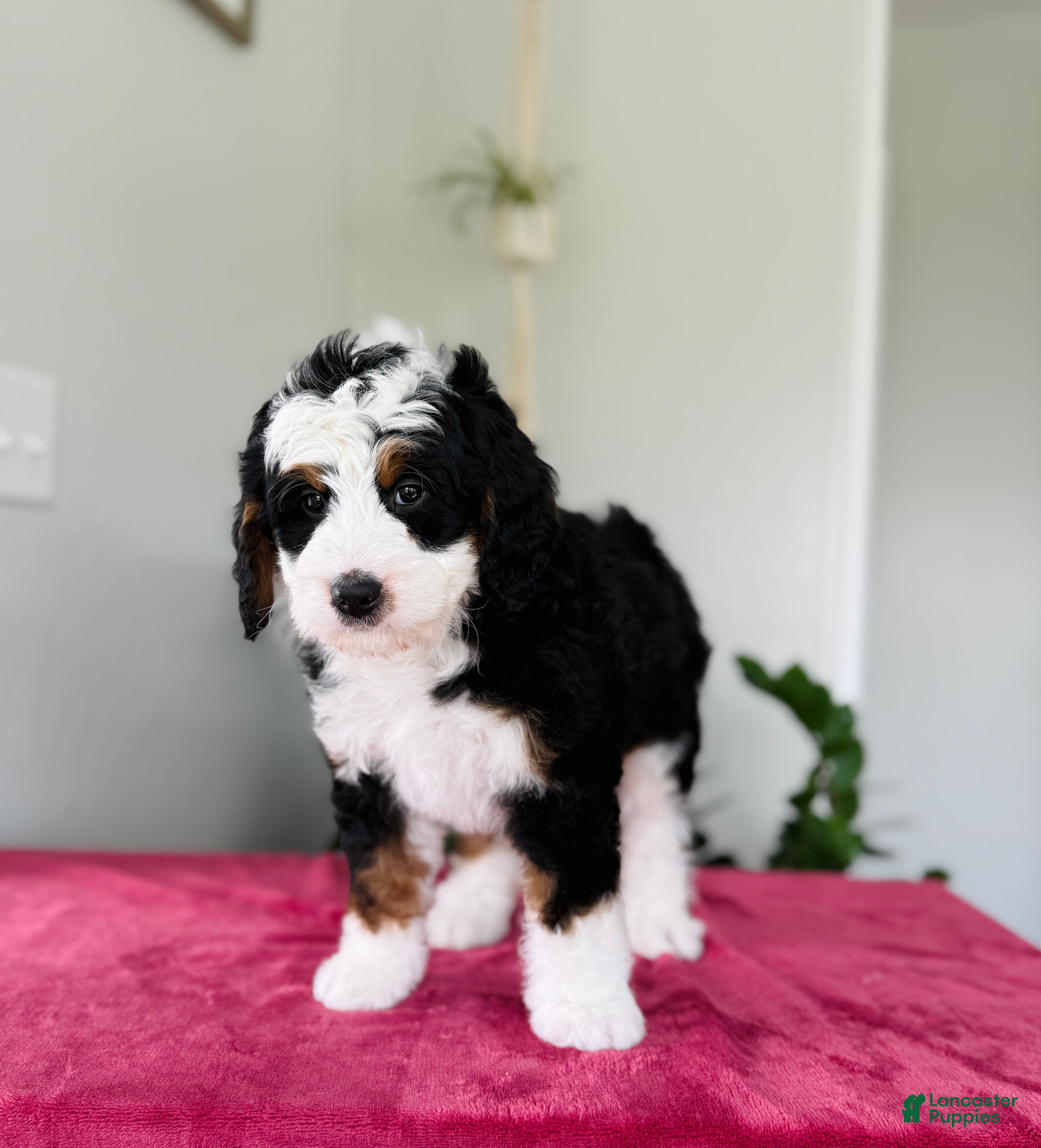 Mini Bernedoodle dogs Lori - Ad 2