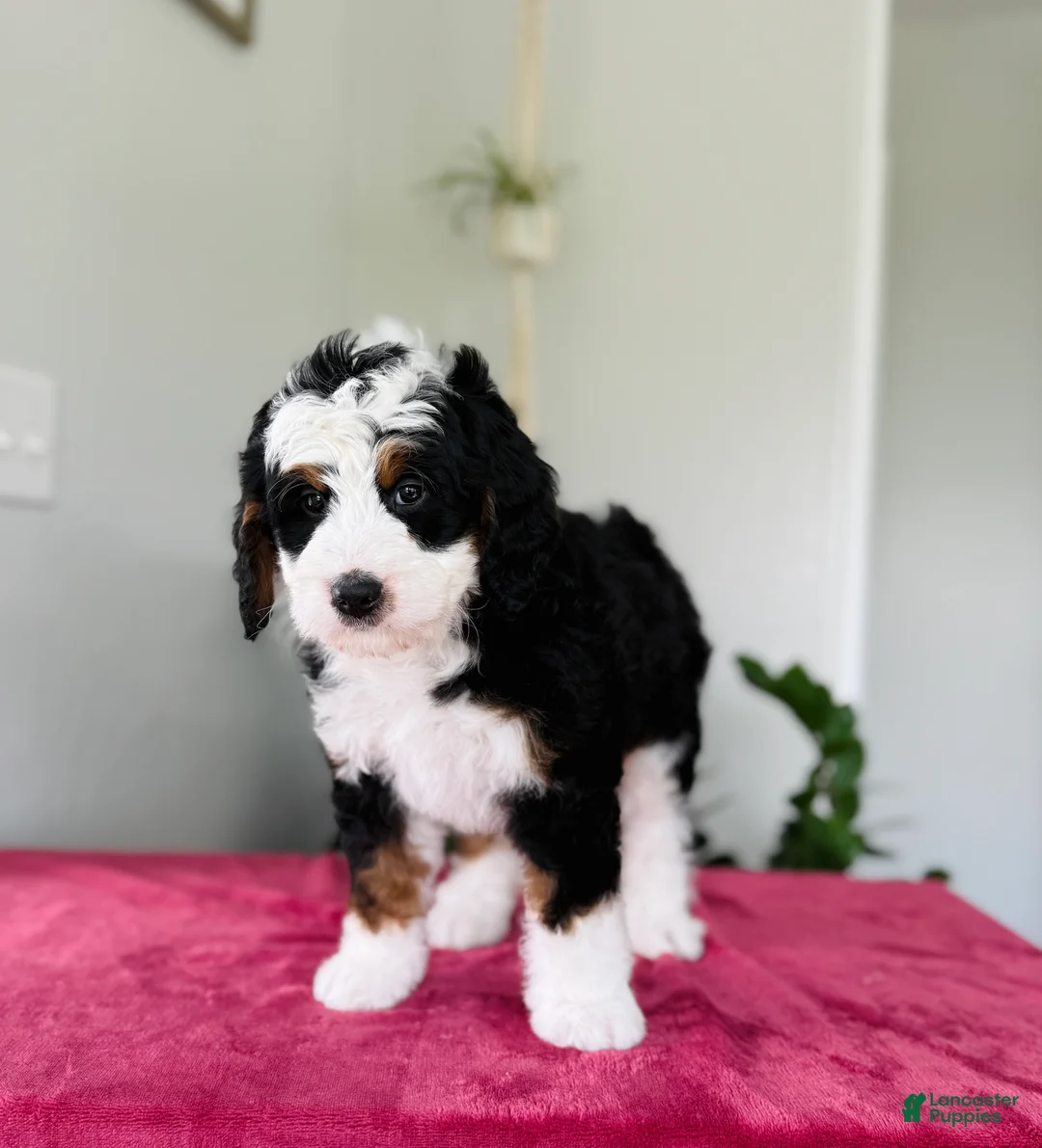 Mini Bernedoodle dogs for sale: Lori - Ad 2