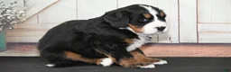 Bernese Mountain Dog dogs for sale: Mandy AKC - Ad 3