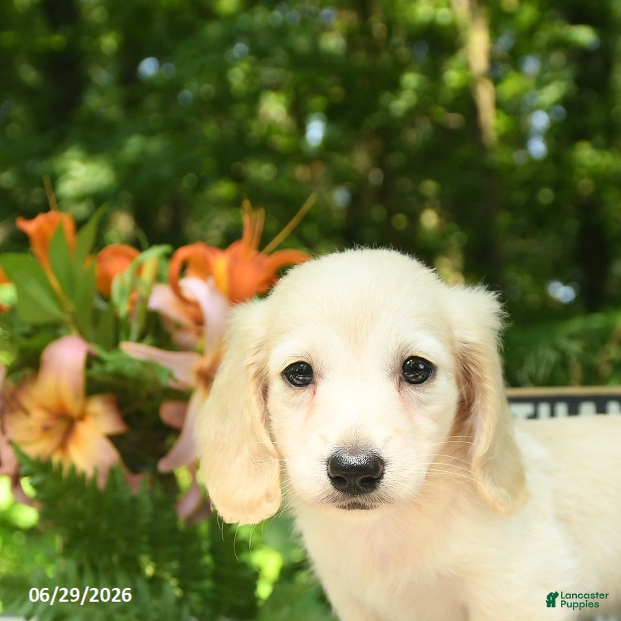 Miniature Dachshund dogs Millie - Ad 2