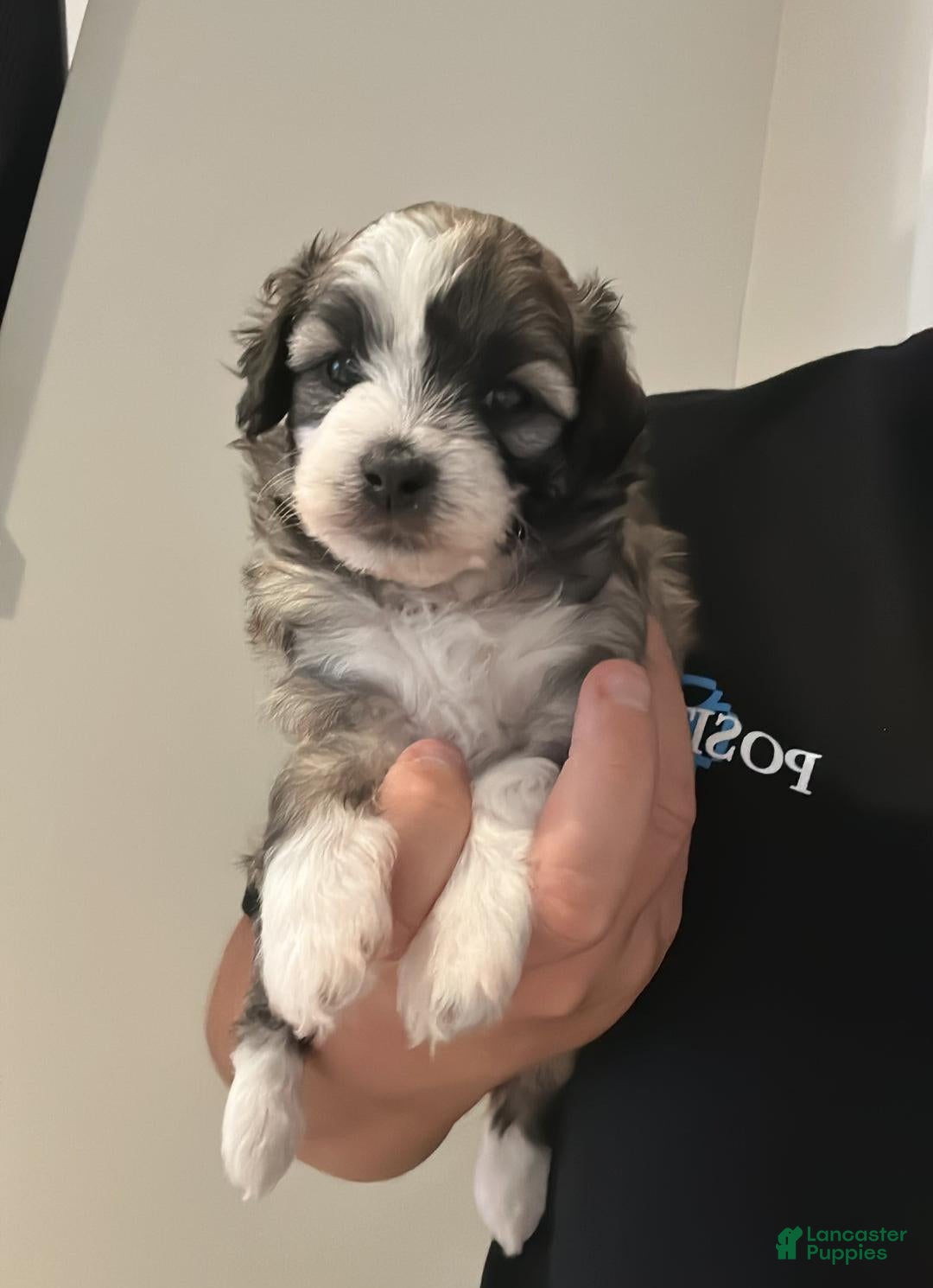 Maltipoo dogs for sale: Joel - Ad 9