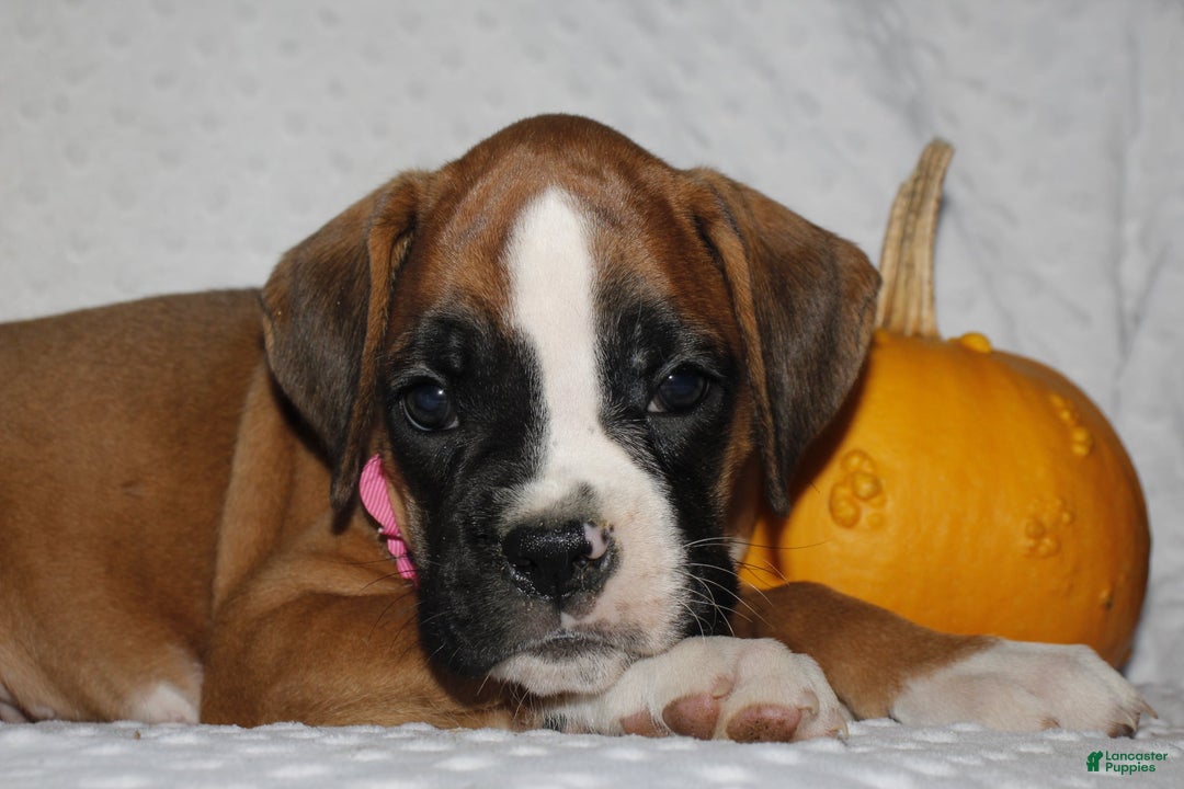 Boxer dogs for sale: Dolly - Ad 1