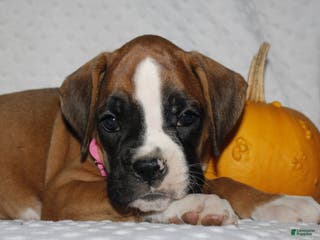 Boxer dogs Dolly - Ad 41