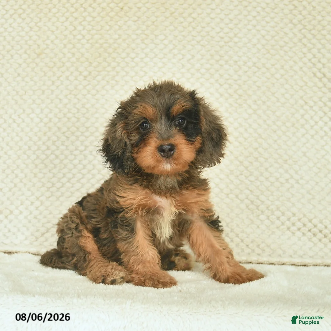 Cavapoo dogs for sale: Riley  - Ad 3