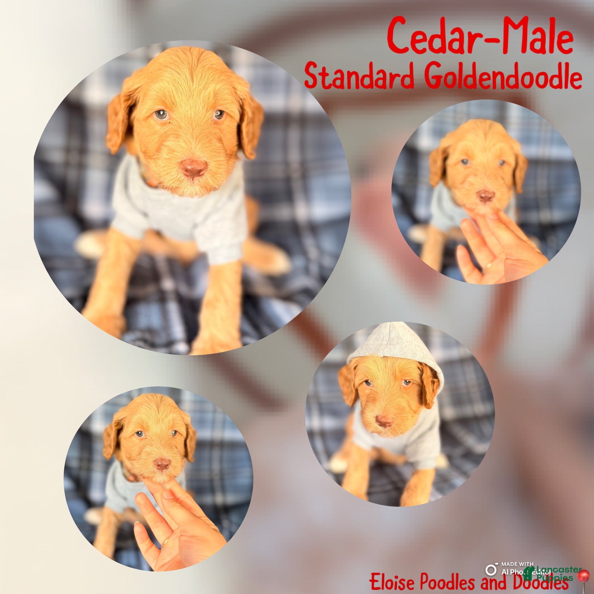Goldendoodle dogs Cedar - Ad 1