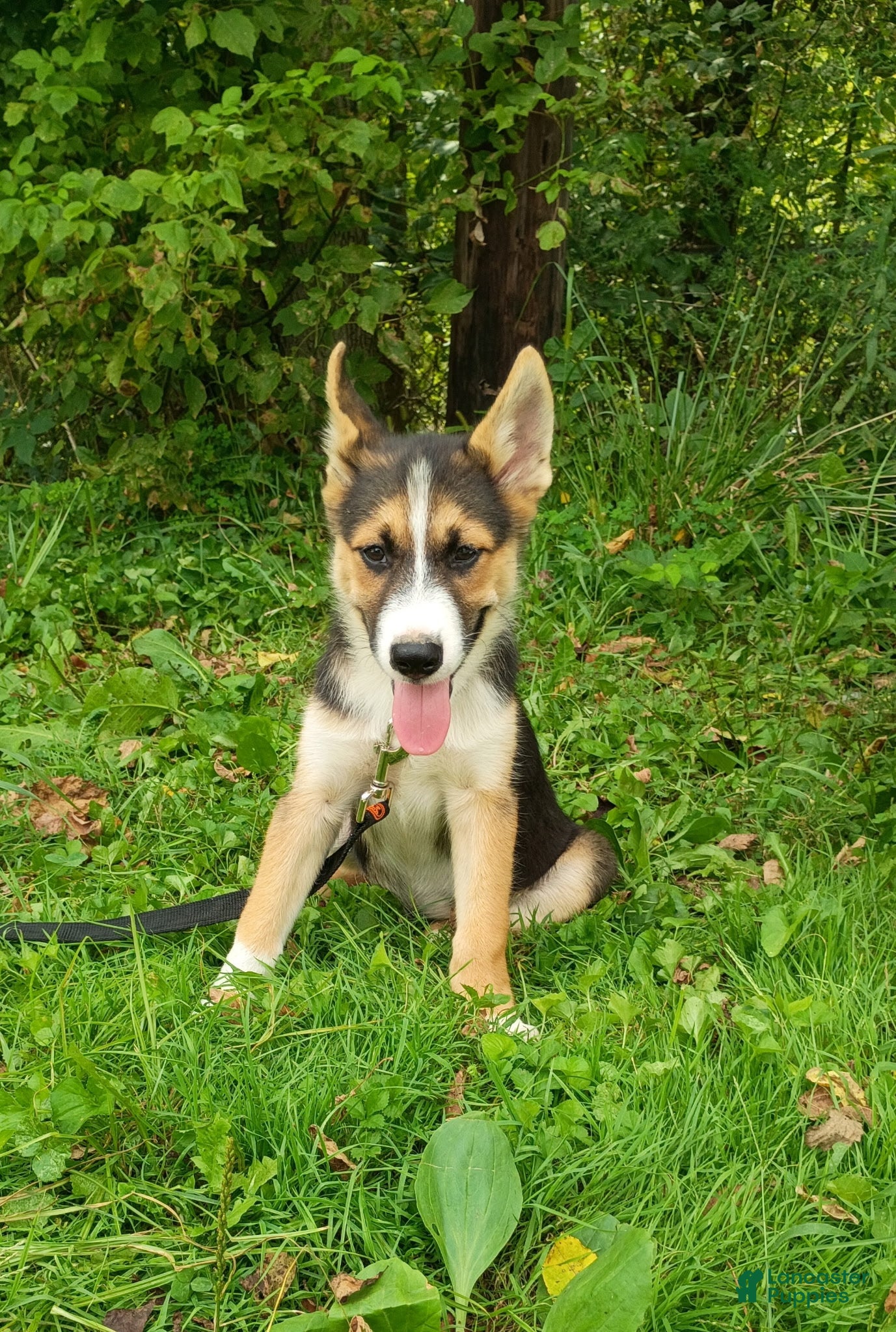 Gerberian Shepsky dogs Gerberian Shepsky Kodiak  - Ad 27