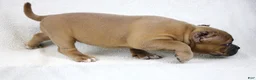 American Bully dogs for sale: Fawn Female - Ad 6