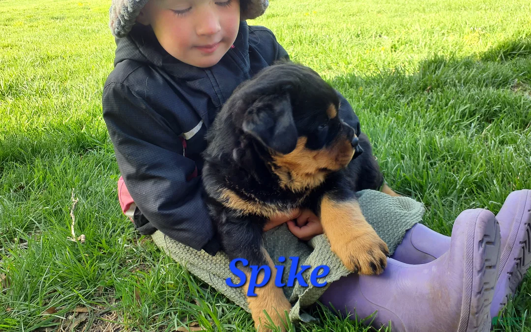 Rottweiler dogs for sale: AKC Spike - Ad 2