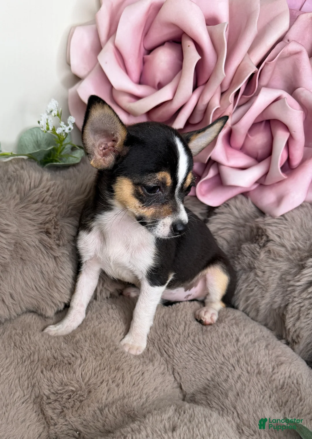 Chihuahua dogs for sale: “Gigi” Female Chihuahua - Ad 2