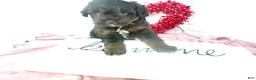 Bernedoodle dogs for sale: Anson - Ad 7