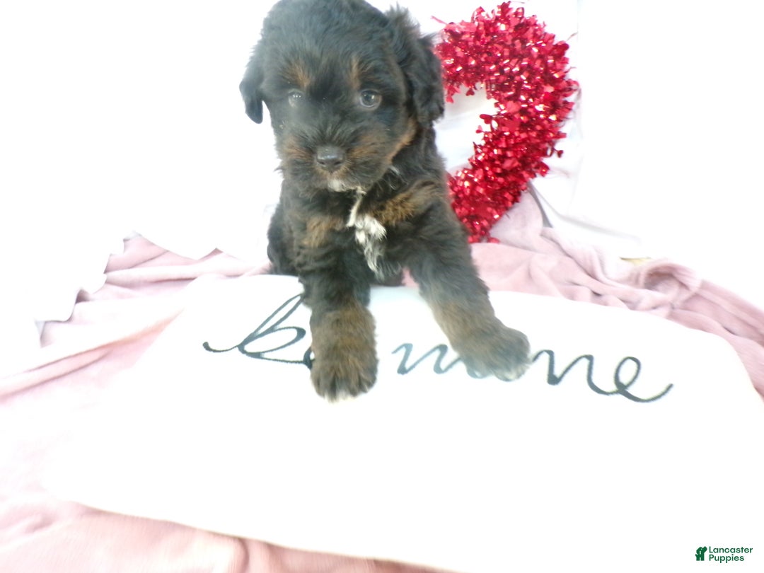 Bernedoodle dogs for sale: Anson - Ad 7