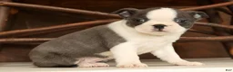 Boston Terrier dogs for sale: Rita - Ad 7
