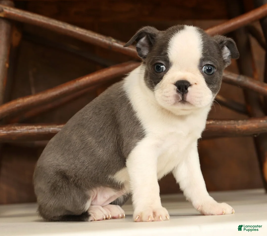 Boston Terrier dogs for sale: Rita - Ad 7