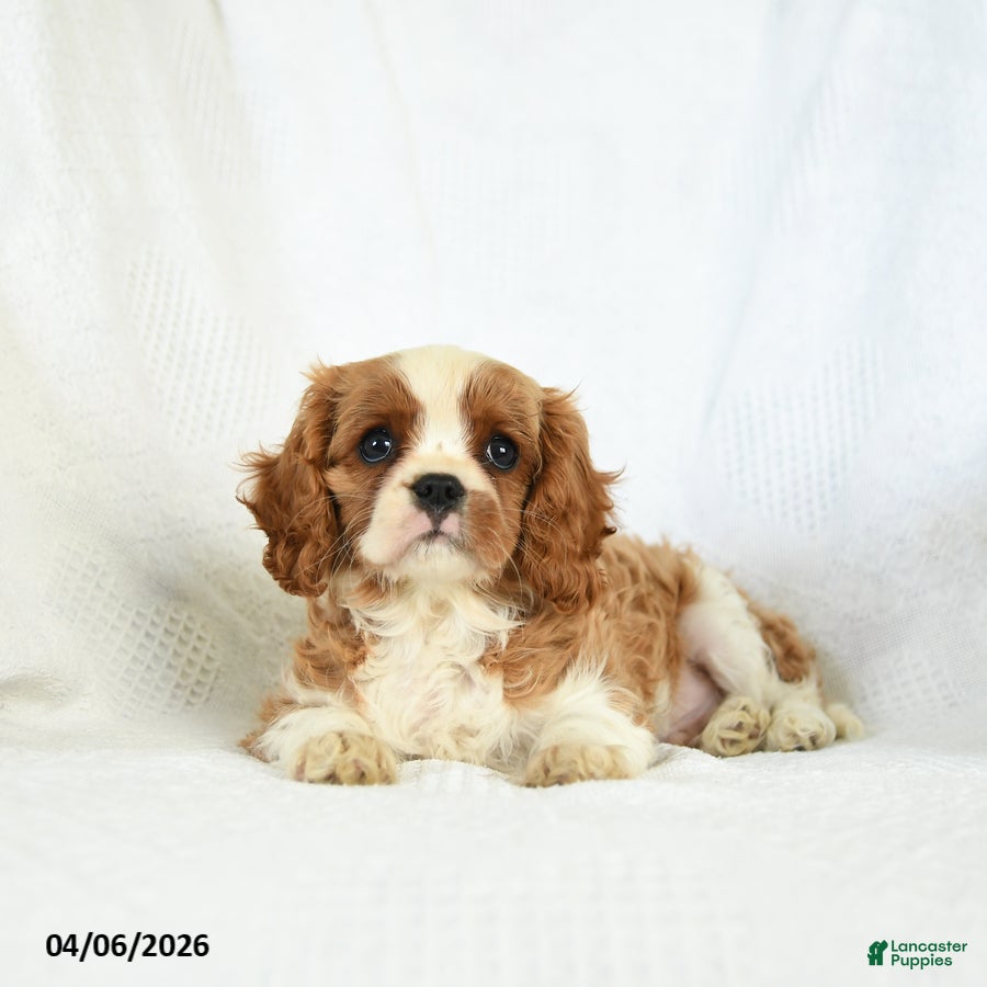 Cavalier King Charles Spaniel dogs Chase - Ad 2