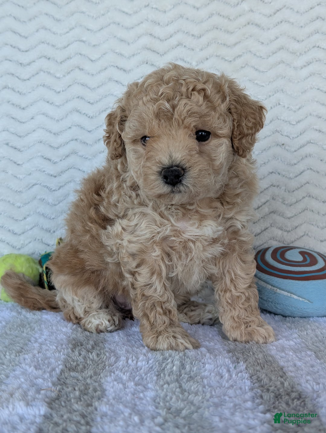 Bichpoo dogs for sale: Darla - Ad 19