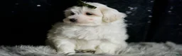 Maltipoo dogs for sale: Atticus - Ad 4