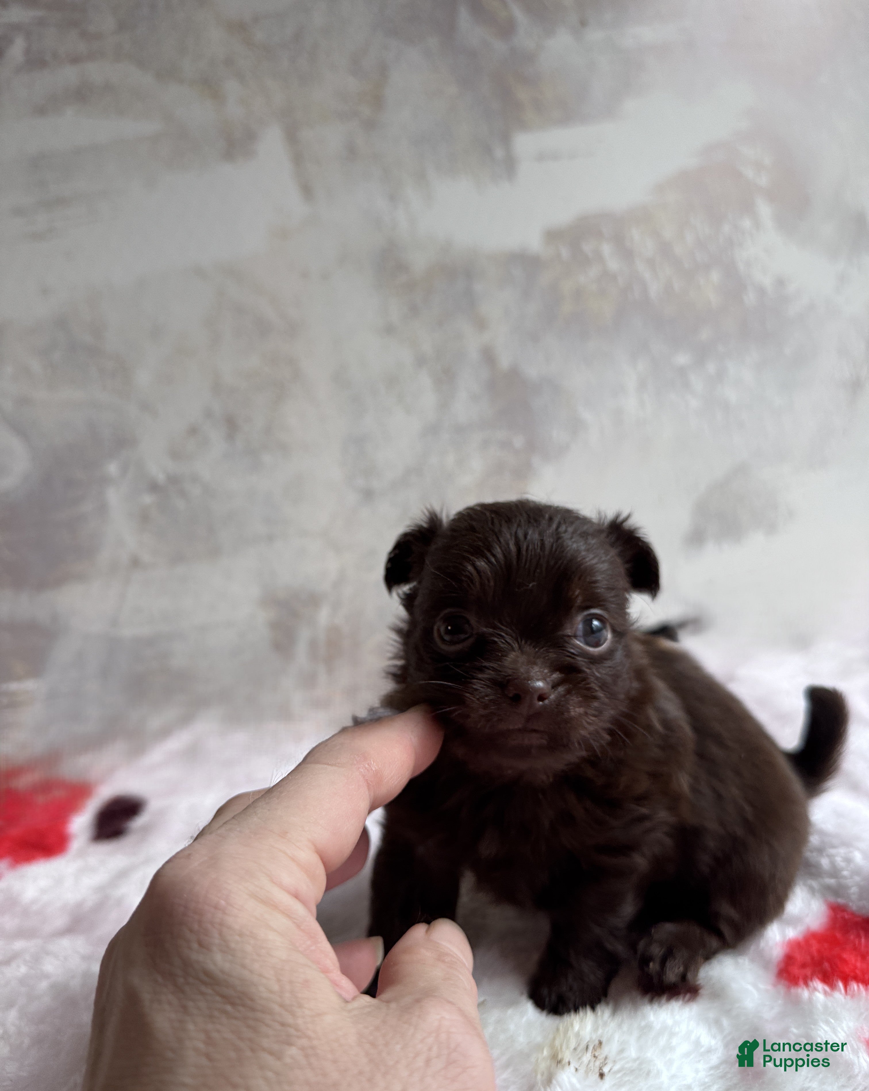 Mixed Breed dogs Cookie - Ad 2