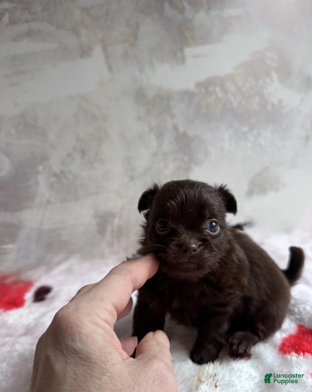 Mixed Breed dogs for sale: Cookie - Ad 2