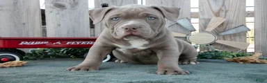 Ava