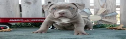 American Bully dogs for sale: Ava - Ad 1