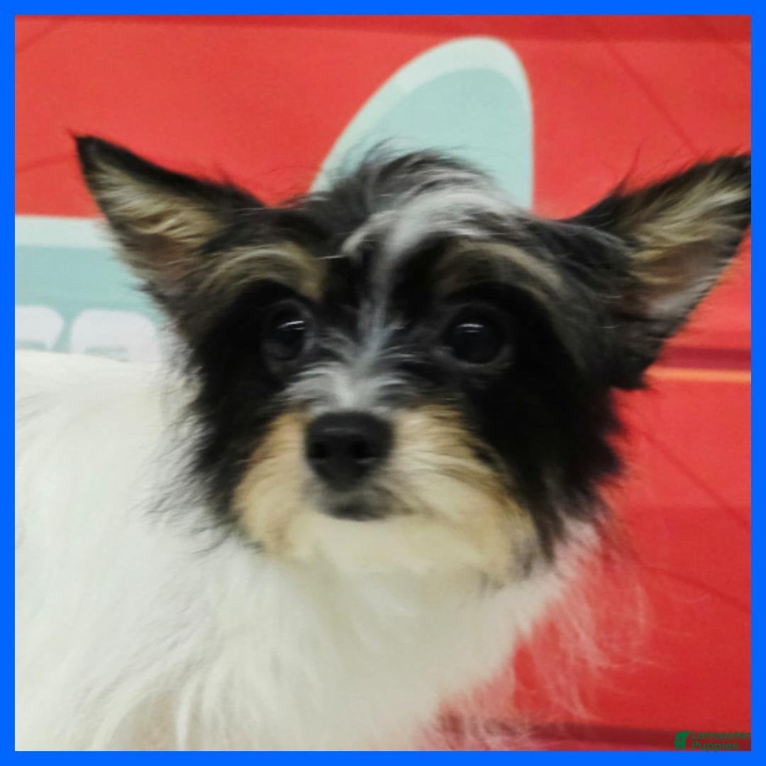 Morkie dogs for sale: Henry - Ad 4