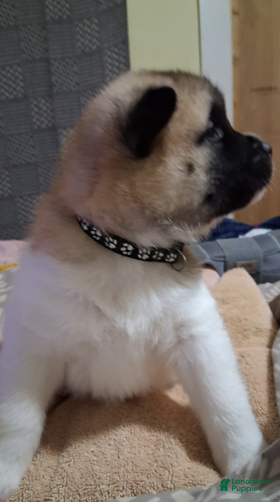 Akita dogs Briar - Ad 1