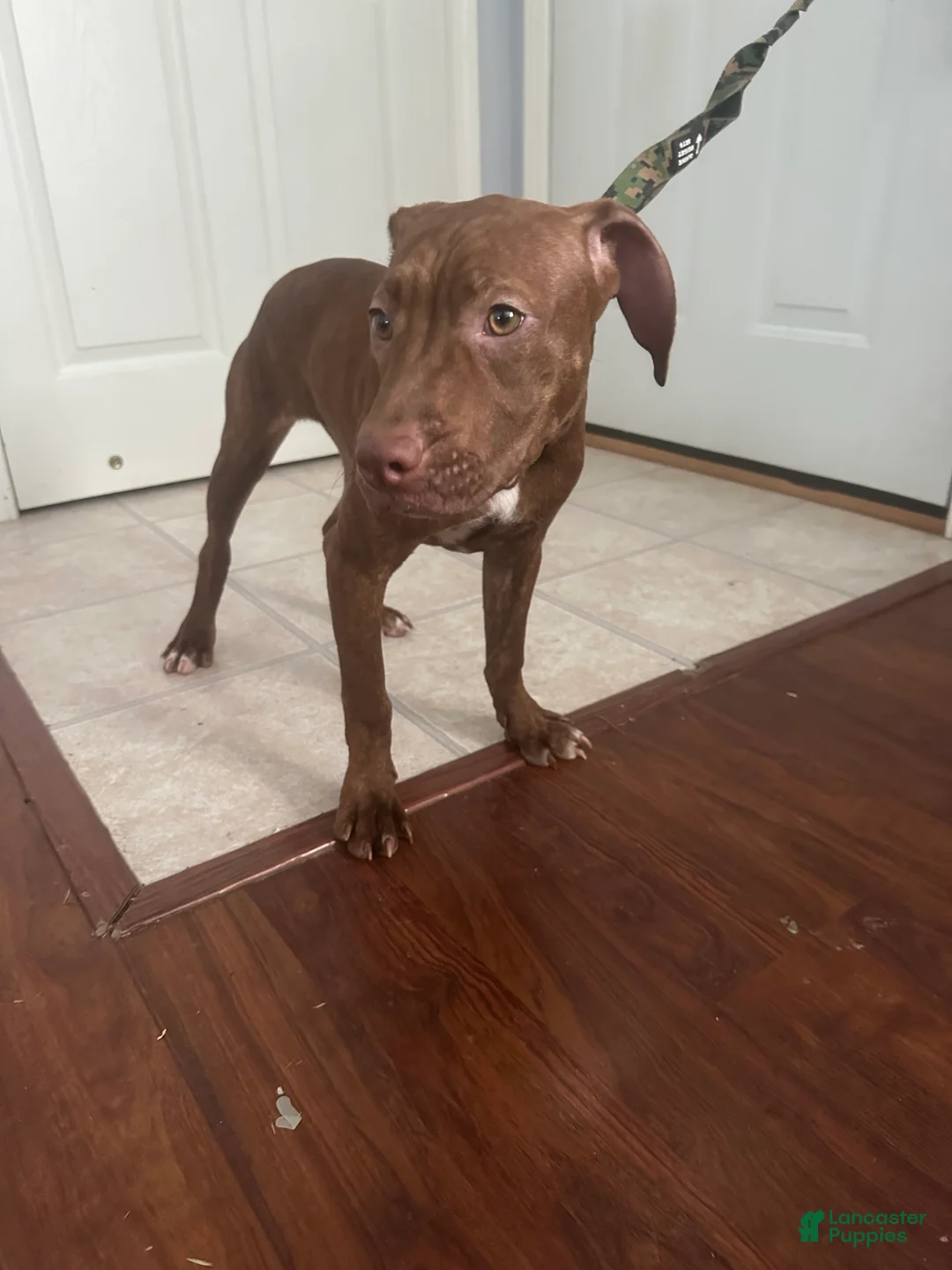 American Pit Bull Terrier dogs for sale: Peaches - Ad 2
