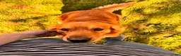 Golden Retriever dogs for sale: Starburst (White Collar) - Ad 5