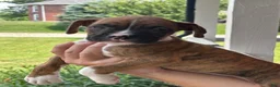 Boxer dogs for sale: Dagger - Ad 11