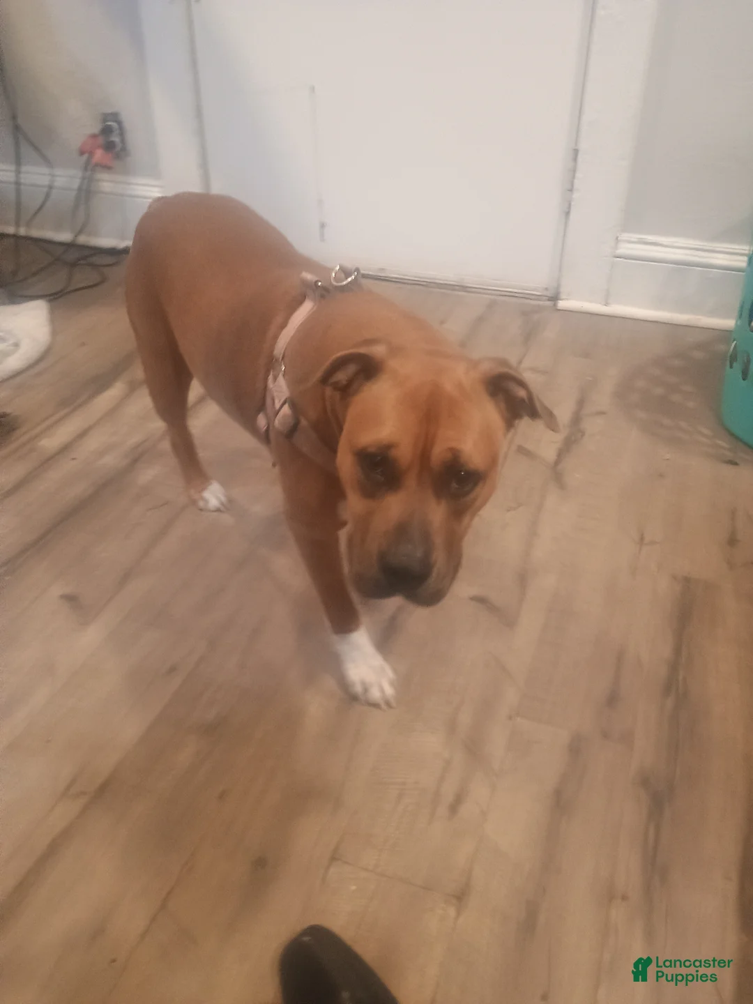 American Pit Bull Terrier dogs for sale: American Pit Bull Terrier Puppy 1 - Ad 5