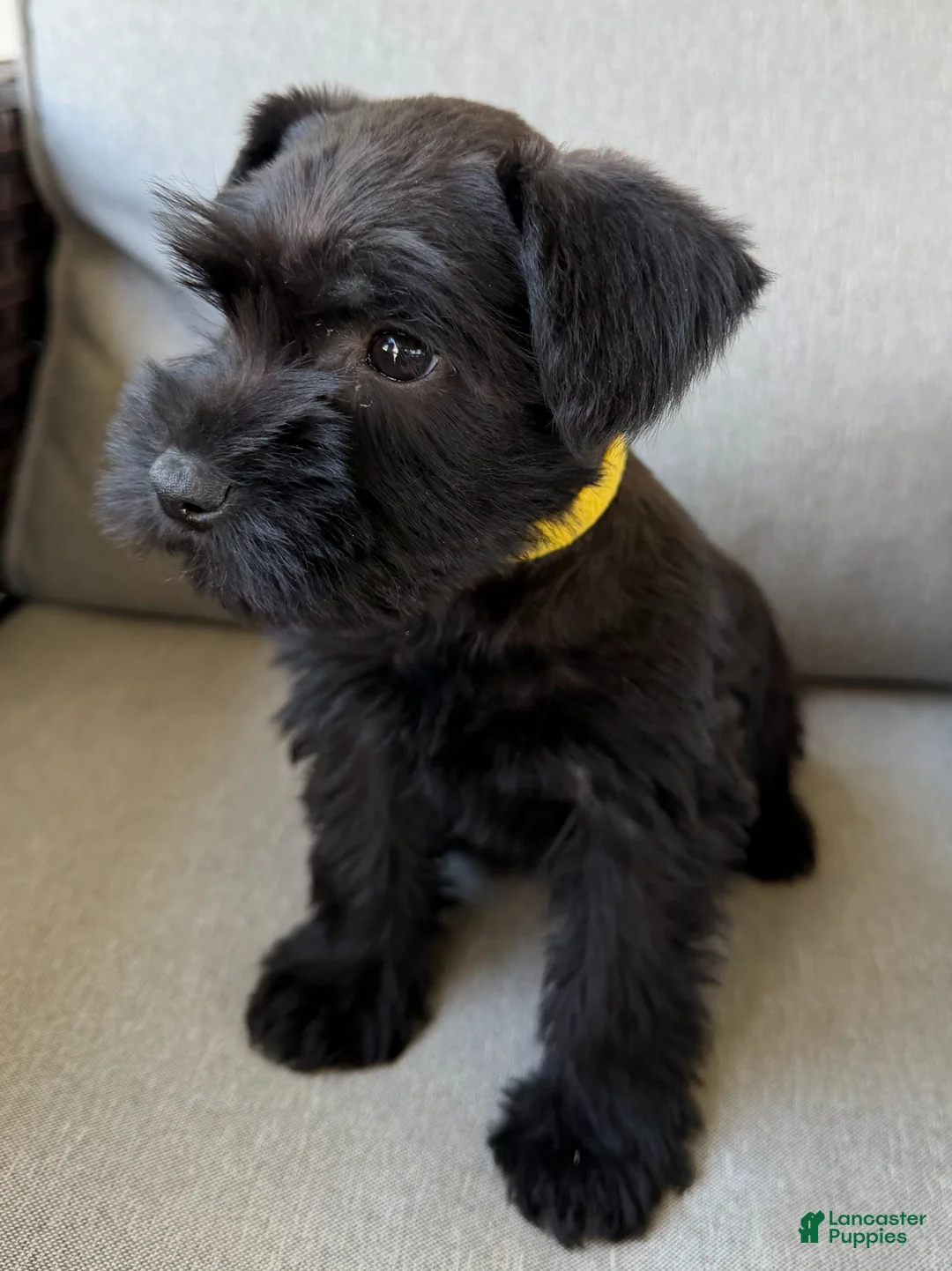 Miniature Schnauzer dogs for sale: Fern - Ad 1