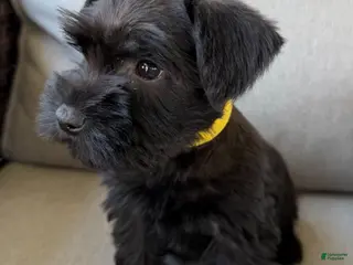 Miniature Schnauzer dogs Fern - Ad 32