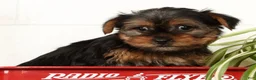 Yorkshire Terrier dogs for sale: Bowie - Ad 14