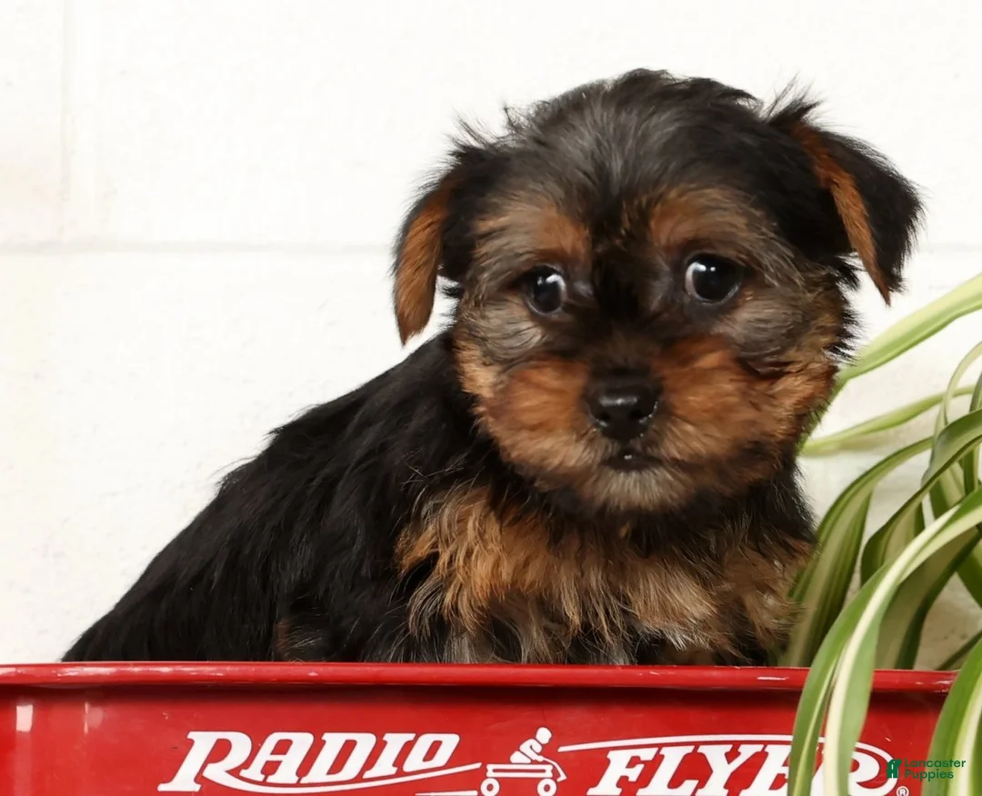 Yorkshire Terrier dogs for sale: Bowie - Ad 14