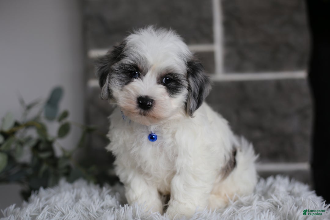 Maltipoo dogs for sale: Chubbs - Ad 3