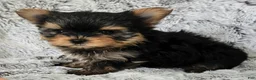 Yorkshire Terrier dogs for sale: Prince - Ad 6
